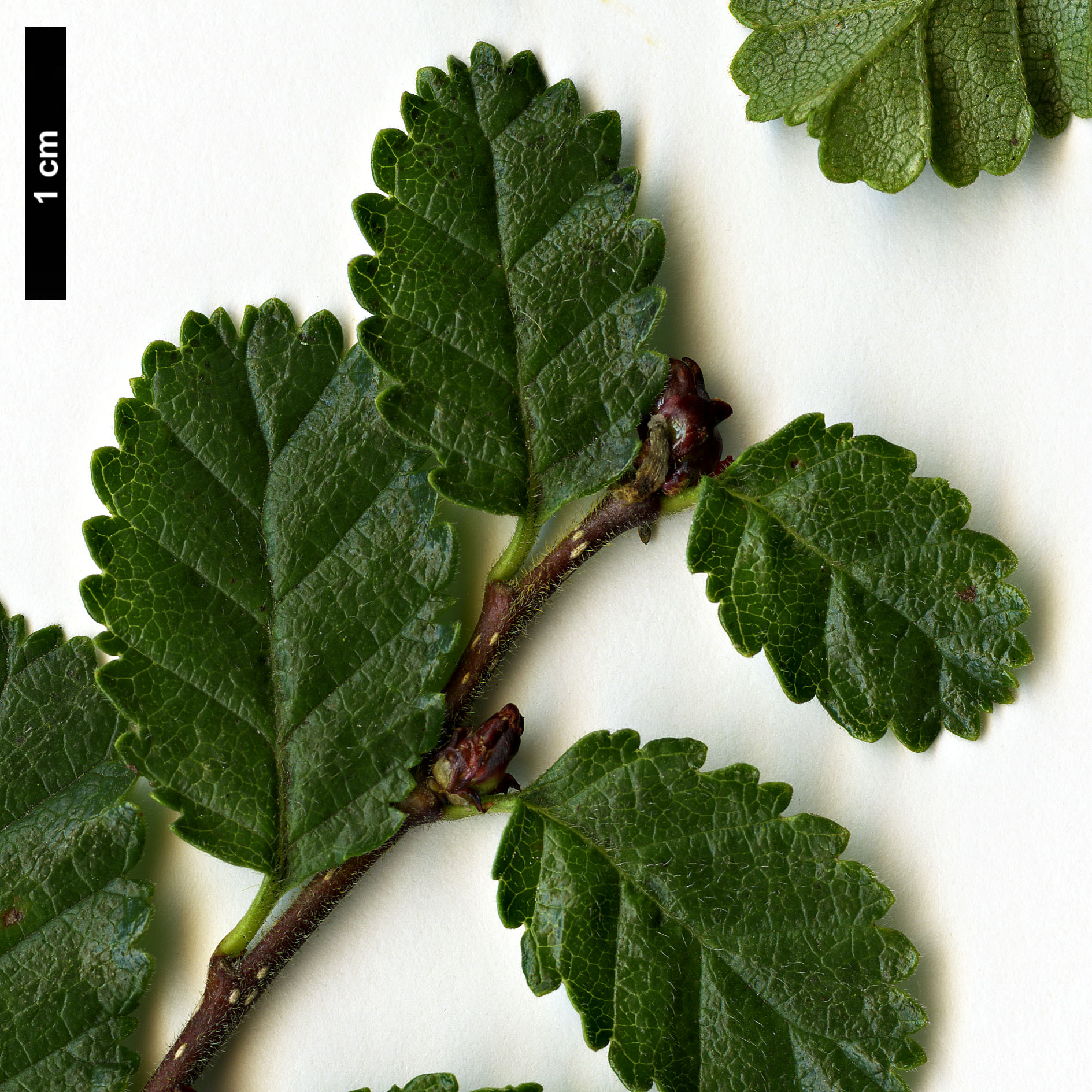 High resolution image: Family: Nothofagaceae - Genus: Nothofagus - Taxon: pumilio